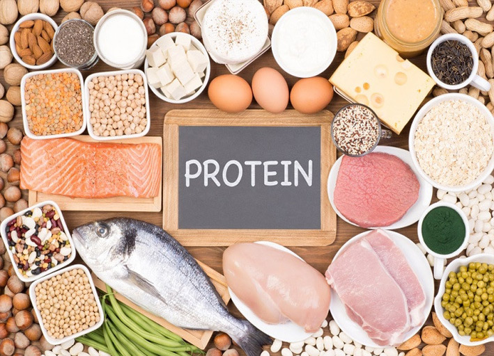 پروتئین منابع پروتئین