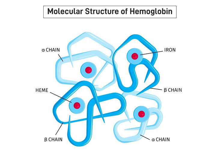 hemoglobin1