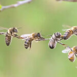 خط پرواز زنبورها در اروپا