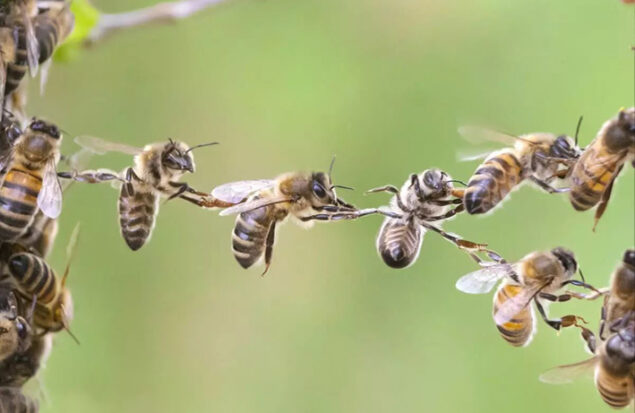 خط پرواز زنبورها در اروپا