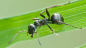 مورچه و سرطان