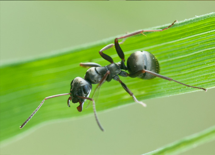 مورچه و سرطان