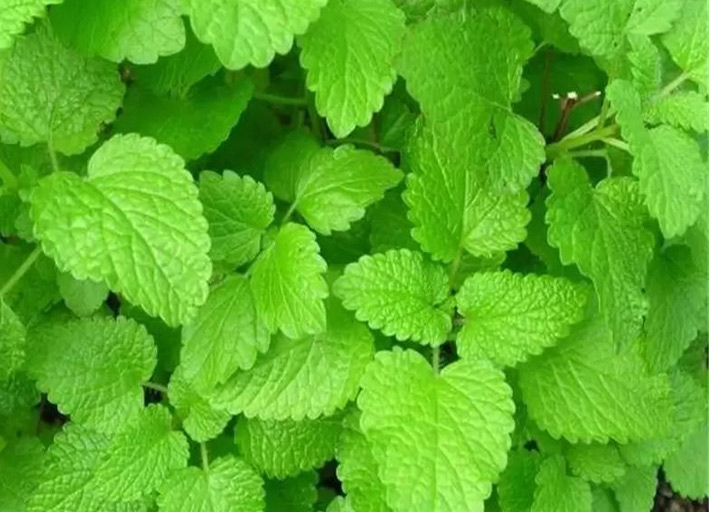 خواص شگفت انگیز گیاه بادرنجبویه از کاهش استرس تا تسکین اعصاب 2 برگ بادرنجبويه