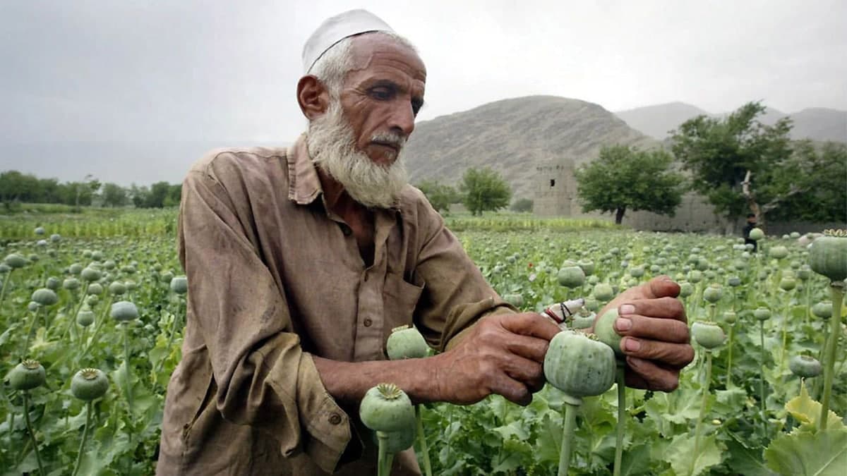 تولید مواد مخدر در افغانستان