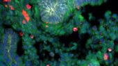 ساخت ریه با سلولهای بنیادی موش